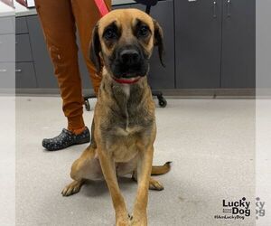 Mystique - Female Black Mouth Cur-Labrador Retriever Mix Dog for Adoption - Photo #2