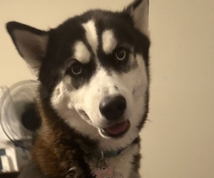 Mother of the Gerberian Shepsky puppies born on 03/08/2026