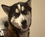 Small Photo #1 Gerberian Shepsky Puppy For Sale in PALM BAY, FL, USA