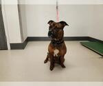 Small American Pit Bull Terrier