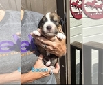Small #1 Great Bernese