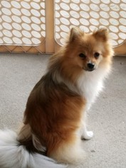 Mother of the Pomeranian puppies born on 10/27/2017