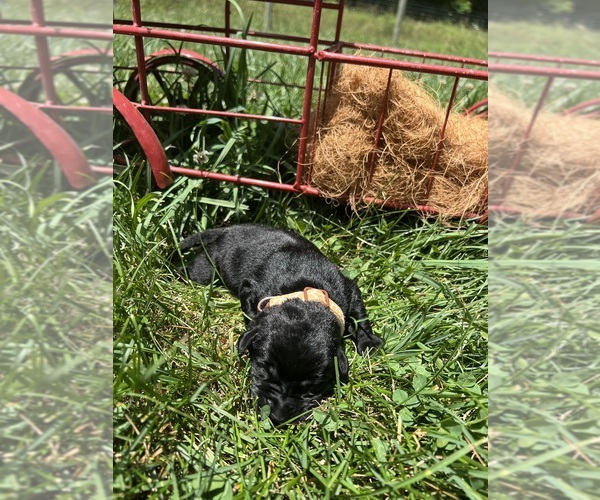 Medium Photo #6 Labrador Retriever Puppy For Sale in NEOLA, WV, USA