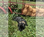 Small #5 Labrador Retriever