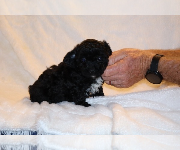 Medium Photo #18 Poodle (Toy) Puppy For Sale in DYERSBURG, TN, USA