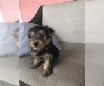 Small Photo #1 Yorkshire Terrier Puppy For Sale in DAYTONA BEACH, FL, USA