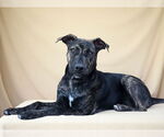 Small #1 Plott Hound Mix