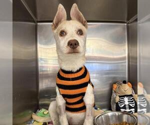 Mutt Dogs for adoption in San Antonio, TX, USA