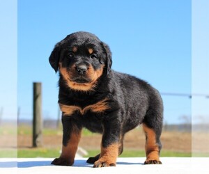 Rottweiler Puppy for sale in NEWVILLE, PA, USA