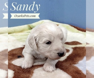 Goldendoodle Puppy for sale in CEDAR GAP, MO, USA