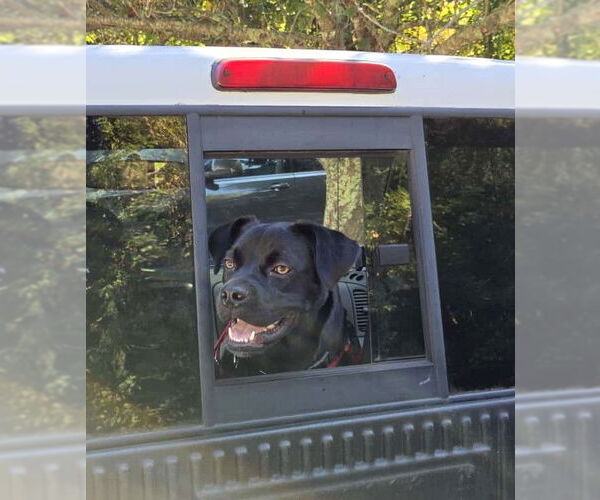 Medium Photo #5 Boxador Puppy For Sale in Wakefield, RI, USA