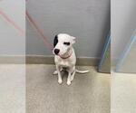 Small Mutt