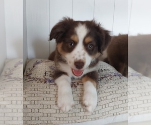 Miniature Australian Shepherd Puppy for sale in RIVERVIEW, FL, USA