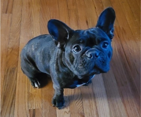 Medium Photo #1 French Bulldog Puppy For Sale in LEES SUMMIT, MO, USA