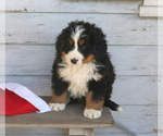 Small Photo #2 Bernese Mountain Dog Puppy For Sale in ELIZABETHTOWN, PA, USA