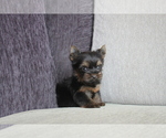 Small Photo #5 Yorkshire Terrier Puppy For Sale in CHICAGO, IL, USA