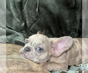 French Bulldog Litter for sale in RICHARDS, TX, USA