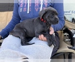Small Photo #1 Cane Corso Puppy For Sale in BUMPASS, VA, USA