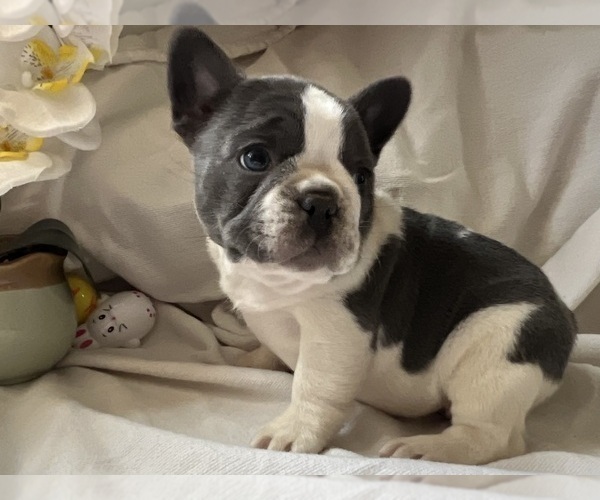 Medium Photo #4 French Bulldog Puppy For Sale in SAINT CLAIR, MI, USA