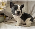 Small Photo #4 French Bulldog Puppy For Sale in SAINT CLAIR, MI, USA