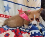 Small #3 Pembroke Welsh Corgi