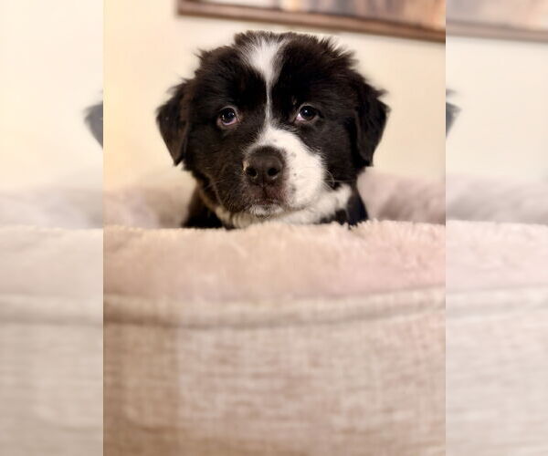 Medium Photo #3 Aussiedoodle Puppy For Sale in St. Louis Park, MN, USA