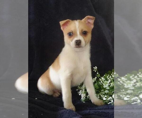 Medium Photo #1 Jack-A-Ranian Puppy For Sale in FREDERICKSBG, OH, USA