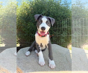 Labrador Retriever-Unknown Mix Dogs for adoption in San Diego, CA, USA