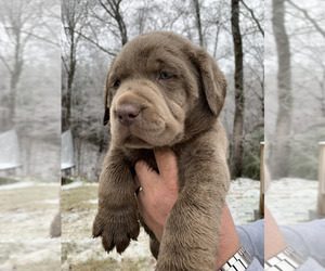 Labrador Retriever Puppy for Sale in CLINTON, South Carolina USA