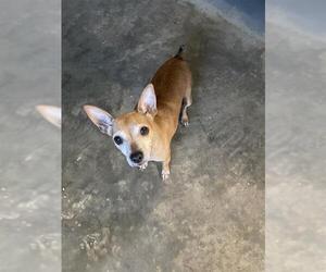 Chihuahua-Unknown Mix Dogs for adoption in Tallahassee, FL, USA