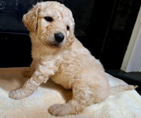 Medium Photo #6 Goldendoodle Puppy For Sale in PELHAM, NH, USA