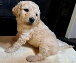 Puppy Male 5 Goldendoodle