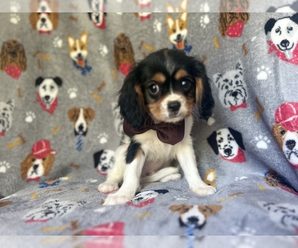 Medium Photo #3 Cavalier King Charles Spaniel Puppy For Sale in LAKELAND, FL, USA