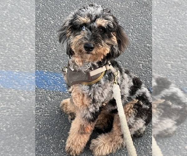 Medium Photo #1 Miniature Bernedoodle Puppy For Sale in LONG BEACH, CA, USA