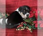 Small Photo #8 Cowboy Corgi Puppy For Sale in MENIFEE, CA, USA