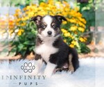Small #1 Miniature Australian Shepherd
