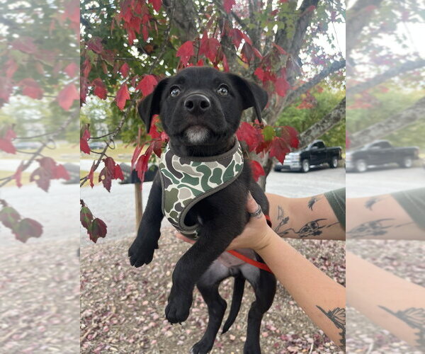 Medium Photo #1 Mutt Puppy For Sale in Candler, NC, USA