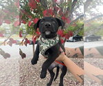 Voodoo Ranger - Male Mutt Dog for Adoption - Small photo