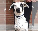Small #2 Dalmatian Mix