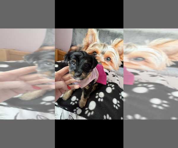Medium Photo #4 Yorkshire Terrier Puppy For Sale in LAS VEGAS, NV, USA
