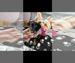Small #3 Yorkshire Terrier