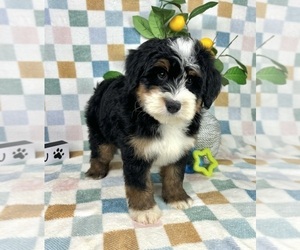 Bernedoodle (Miniature) Puppy for sale in FRANKLIN, IN, USA