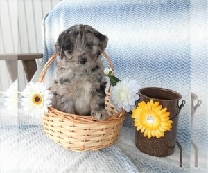Aussiedoodle Puppy for sale in FREDERICKSBG, OH, USA