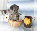 Small Photo #1 Aussiedoodle Puppy For Sale in FREDERICKSBG, OH, USA