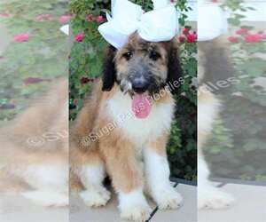 Poodle (Standard)-Saint Berdoodle Mix Puppy for sale in HOLDEN, MO, USA