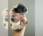 Small Photo #22 Great Dane Puppy For Sale in HALLETTSVILLE, TX, USA