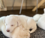 Small #7 Labrador Retriever-Siberian Husky Mix