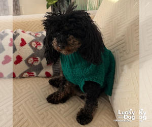 Poodle (Toy)-Unknown Mix Dogs for adoption in Washington, DC, USA