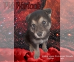 Small #2 Wolf Hybrid