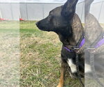 Small #1 German Shepherd Dog Mix